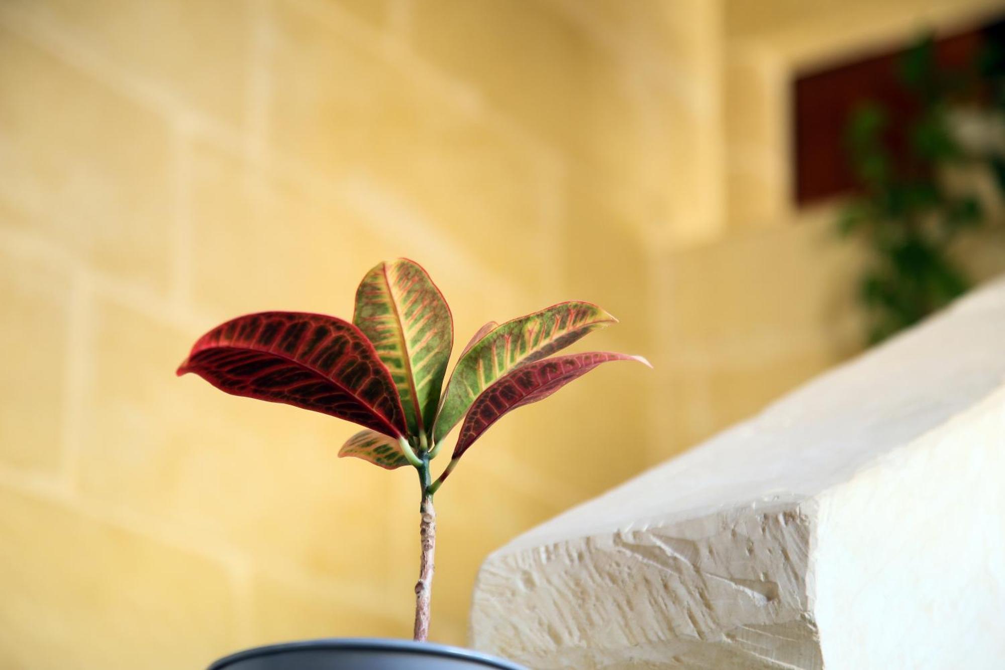 Xagħra A La Maison B&B المظهر الخارجي الصورة
